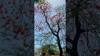 Gulmohar tree ? ? ☘ garden flower gardeningtips home viral beautiful popular shorts popular