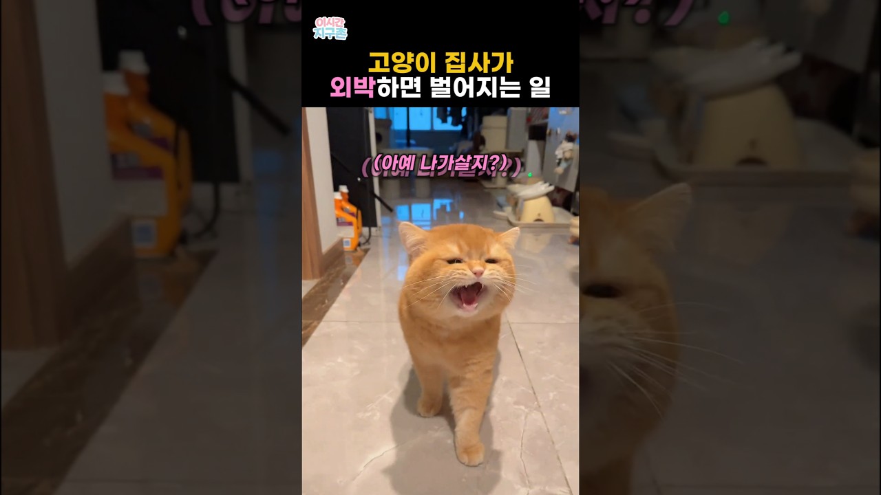 고양이 집사가 외박하면 벌어지는 일