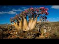 Socotra island, The hidden land - Republic of Yemen (HD1080p)