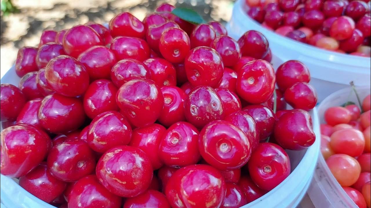 Черешня. - YouTube