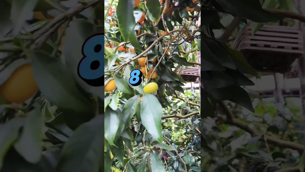 1 Tree - So Many Citrus Varieties Grafted On!  