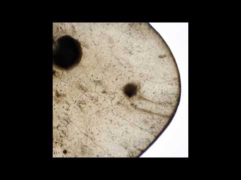 Tetsumasa — Steeroll - Tetsumasa