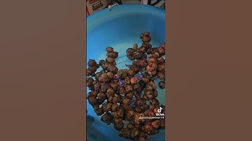 Ngải đen. #xuhuong #trongrausach