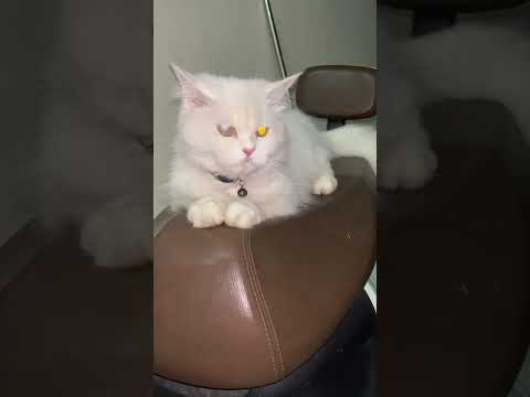 Cat lovers🐈🫶 #studywithmeandmycat #pats #catlovers10m #subscribemychannel #shortvirql