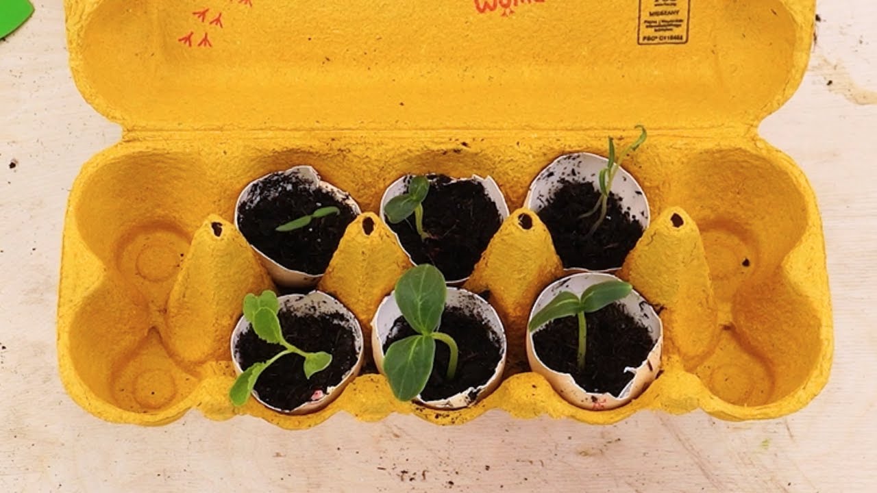 Seedlings will sprout richer roots and thrive in no time