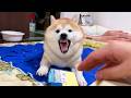 お姉ちゃんの宝物を処刑する柴犬