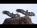 California Condors (Gymnogyps californianus) Around High Peaks, Pinnacles National Park