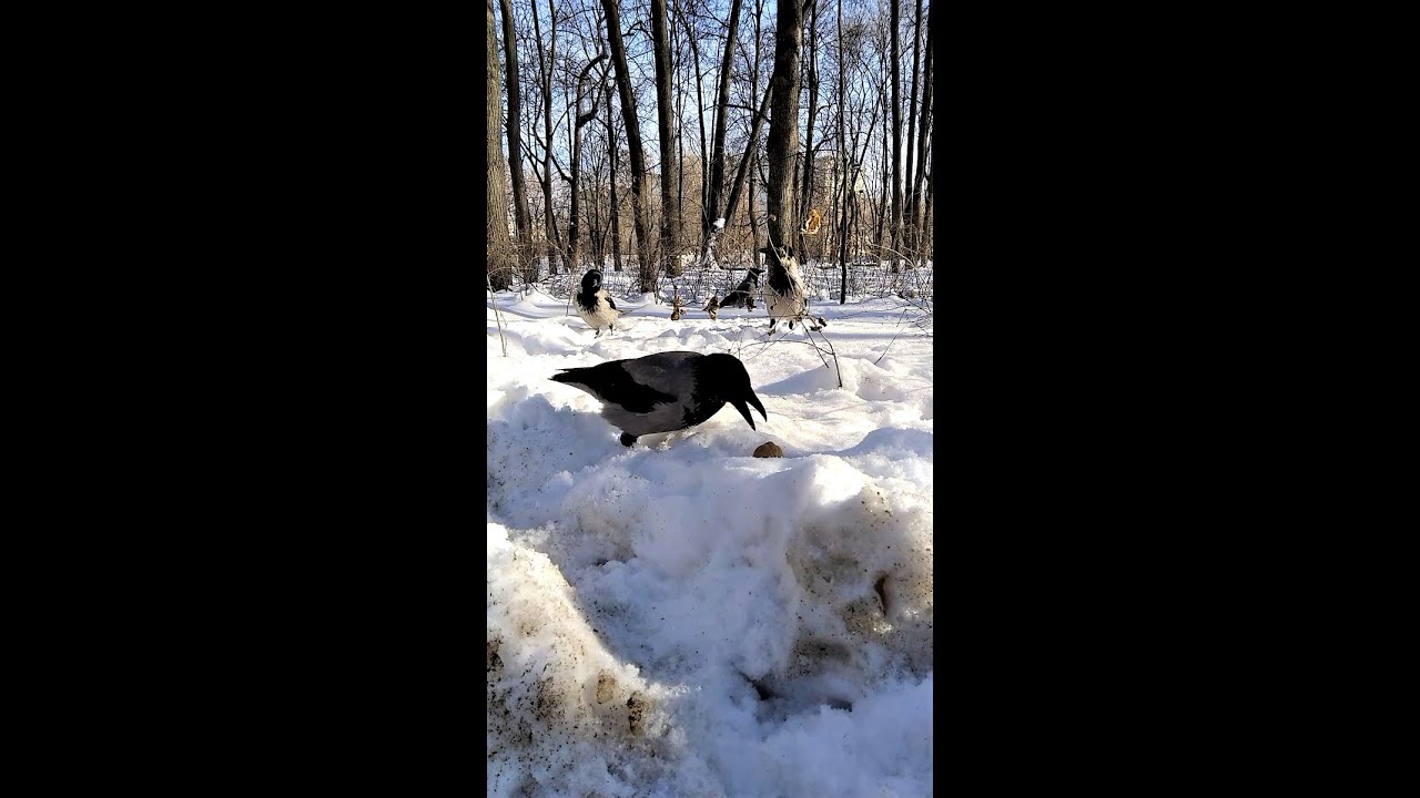 Вороны любят орехи / Crows love nuts