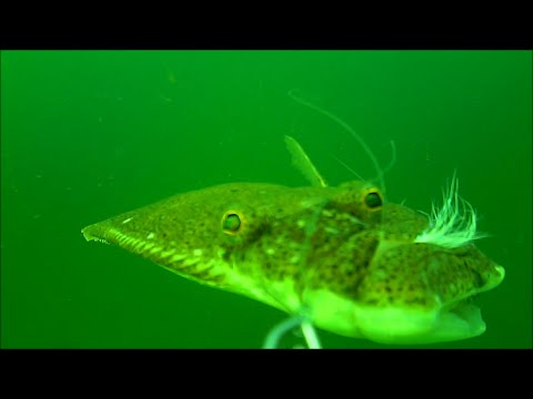 Live Killie vs Flounder/Fluke - Underwater Fishing View! 