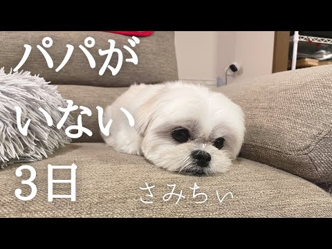 大好き?なパパが帰省して寂しげなマルペキのもち / マルチーズ × ペキニーズ