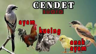 CENDET BIRDS Sounds of Chickens, Cats, Chicks