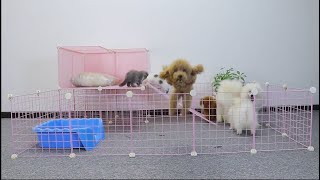 Como fazer uma casa pré-fabricada para cães | How to make a prefab house for dogs & cats by MR PET FAMILY 2,797 views 2 months ago 11 minutes, 3 seconds
