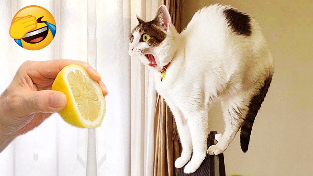 New Funny Videos 2022 😍 Cutest Cats and Dogs 🐱🐶 Part37