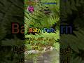 DIY Propagation of Fern,Baby fern, care for fern. Indoor plants.#garden #trending #viral #diy#plants