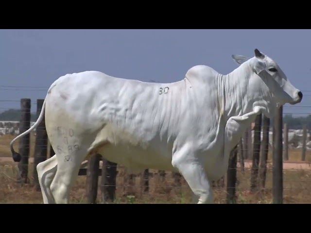 45º Mega Leilão Anual Carpa | FÊMEAS LOTE 30 - 6289