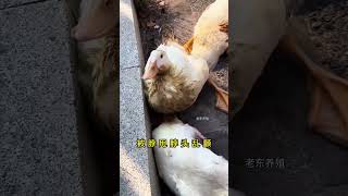 #科普 #饲养员日常 #搞笑