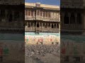 #peace #pigeon #oldcity