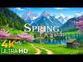 The Beauty of Switzerland in Spring 🌿 Alpine Valleys & Crystal Rivers | 4K Nature