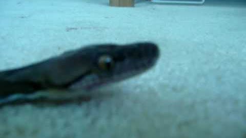 super dwarf reticulated python part 2