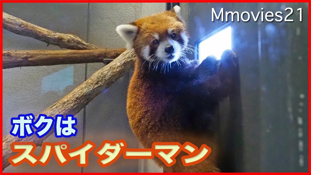 レッサーパンダ Red Panda clings to the window 