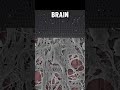 CIENTISTAS FIZERAM CÉLULAS DO CÉREBRO FORA DO CORPO JOGAREM PONG 🧠 #brain #curiosidades #ciencia