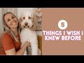 5 Things I Wish I Knew BEFORE Getting An Aussiedoodle