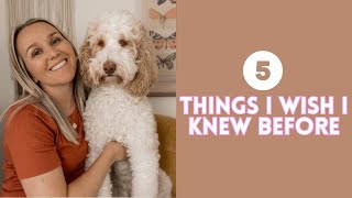 5 Things I Wish I Knew BEFORE Getting An Aussiedoodle