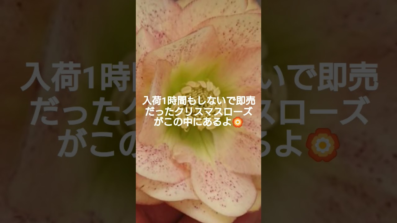 今週は吉田園芸さんの人気株ピエラが入荷しました。今後も少しずつです