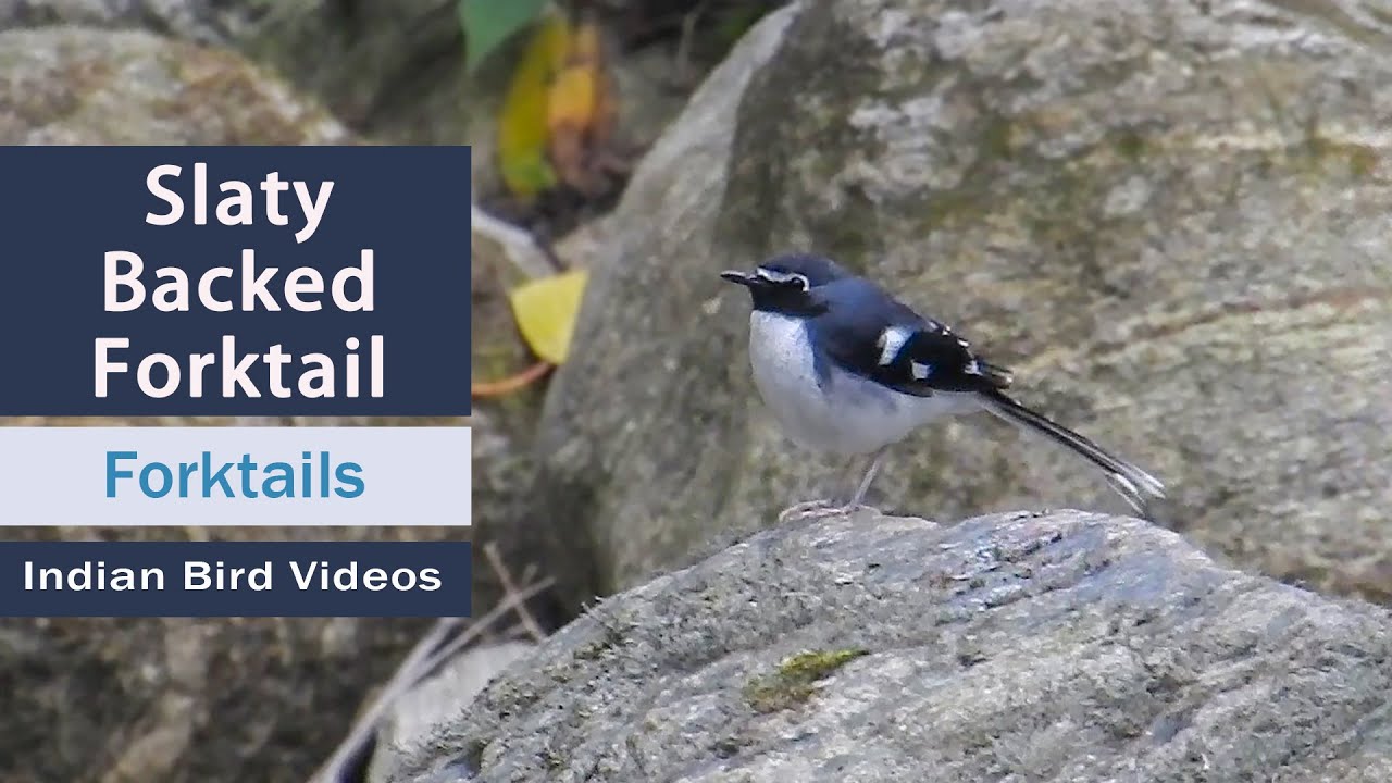 Slaty-backed forktail (Enicurus schistaceus) - A beautiful bird in Himalayan streams