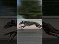 Fastest Hunting Dog Breeds in the World! 🐕💨 #dogs #wildliferescue #huntingdog #breeds #fastest