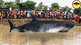 5 Tiburones de Rio Mas Peligrosos del Mundo.