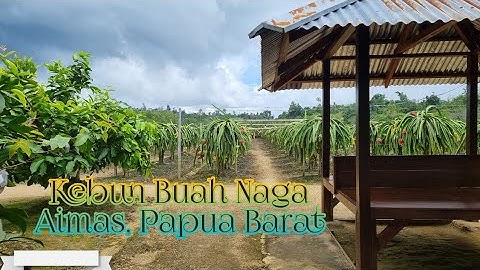 Kebun Buah Naga Aimas Sorong