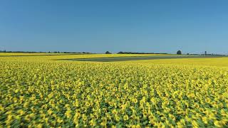 Background Sunflower Field screenshot 2