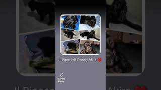 🐾Akira 🌈 Il Riposo di Snoopy 