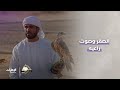 تعلم وتعاون الصقر في مرحلة التنقيز برنامج انطلق الصيد 