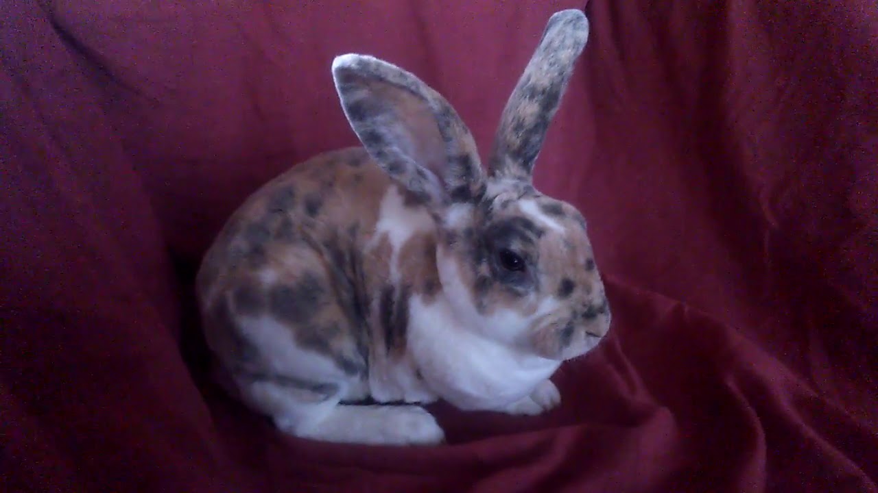 Conejo Rex tricolor Cunicultor Hector Zumaeta Perù YouTube Conejo Rex tricolor Cunicultor Hector Zumaeta Perù YouTube