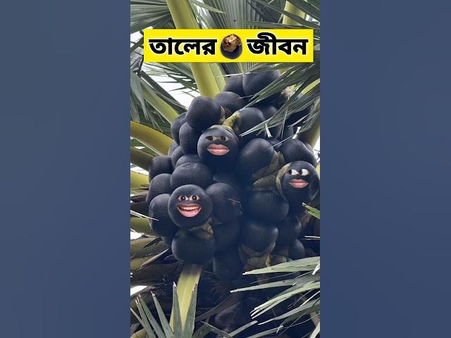 তালের জীবনে 😂 | #funnyvideo #comedy
