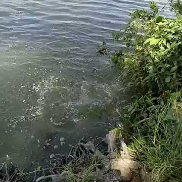 strek kakap merah berturut-turut di kali cikopek-cilacap