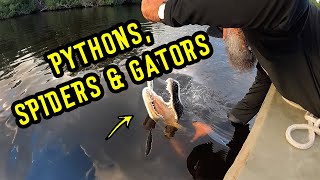 Topwater Tarpon & Snook + Gator eats Tarpon!