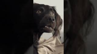 Ha Ha This Is Holarious...