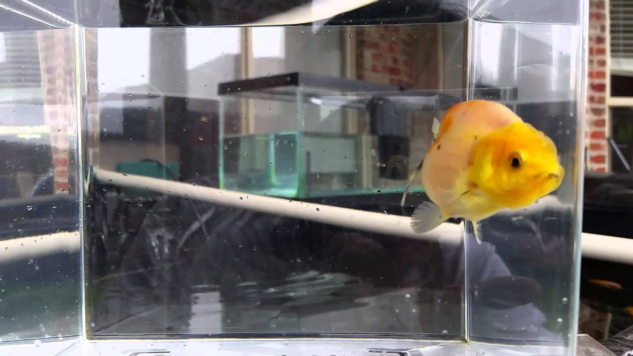 Calico ranchu baby bred by goldfishhub - YouTube