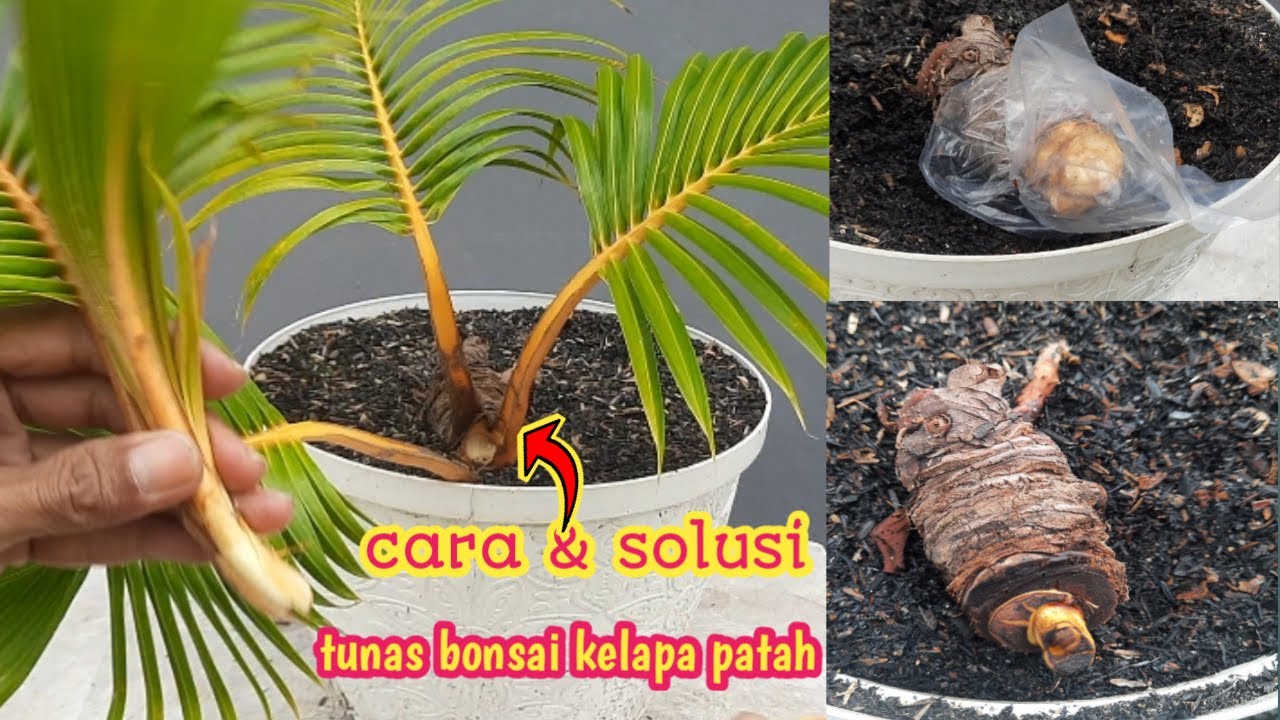 CARA DAN SOLUSI MENGATASI TUNAS BONSAI KELAPA YANG PATAH YouTube
