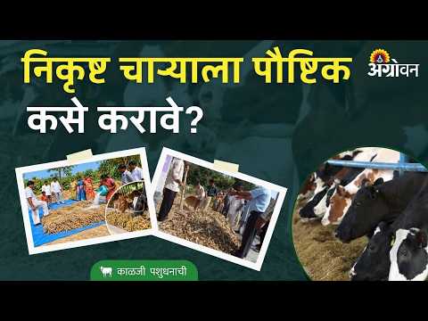 Fodder Treatment: वाळलेल्या चाऱ्याला युरियाची प्रक्रिया कशी करावी? Agrowon