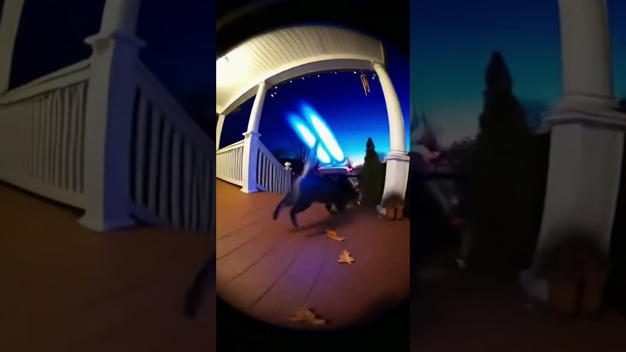 A rocket pack and a cat 