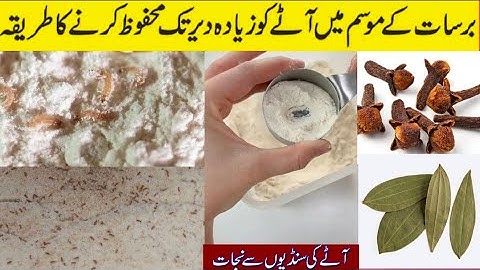 How to control Bugs in Wheat || Get rid of Flour mites||@Filzawaseem