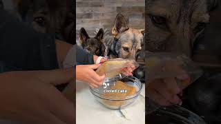 Cake Pops For Dogs Recipe 🍭🍰