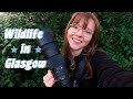 Looking for Glasgow's Wild Parakeets!! | Wildlife Photography Vlog #13