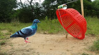 Easy Pigeon Trap Using Basket & Sprite - How To Make Bird Trap