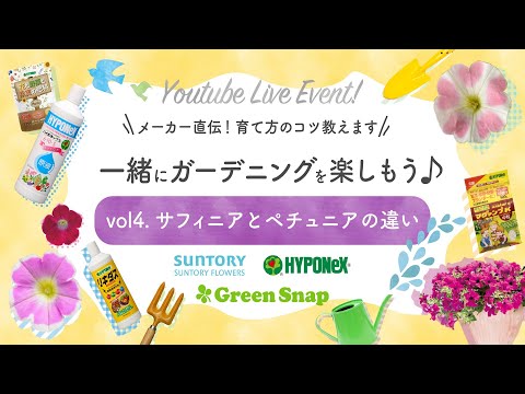 コラボ企画 Youtubeliveイベント Vol4 サフィニアとペチュニアの違い アーカイブ Youtube