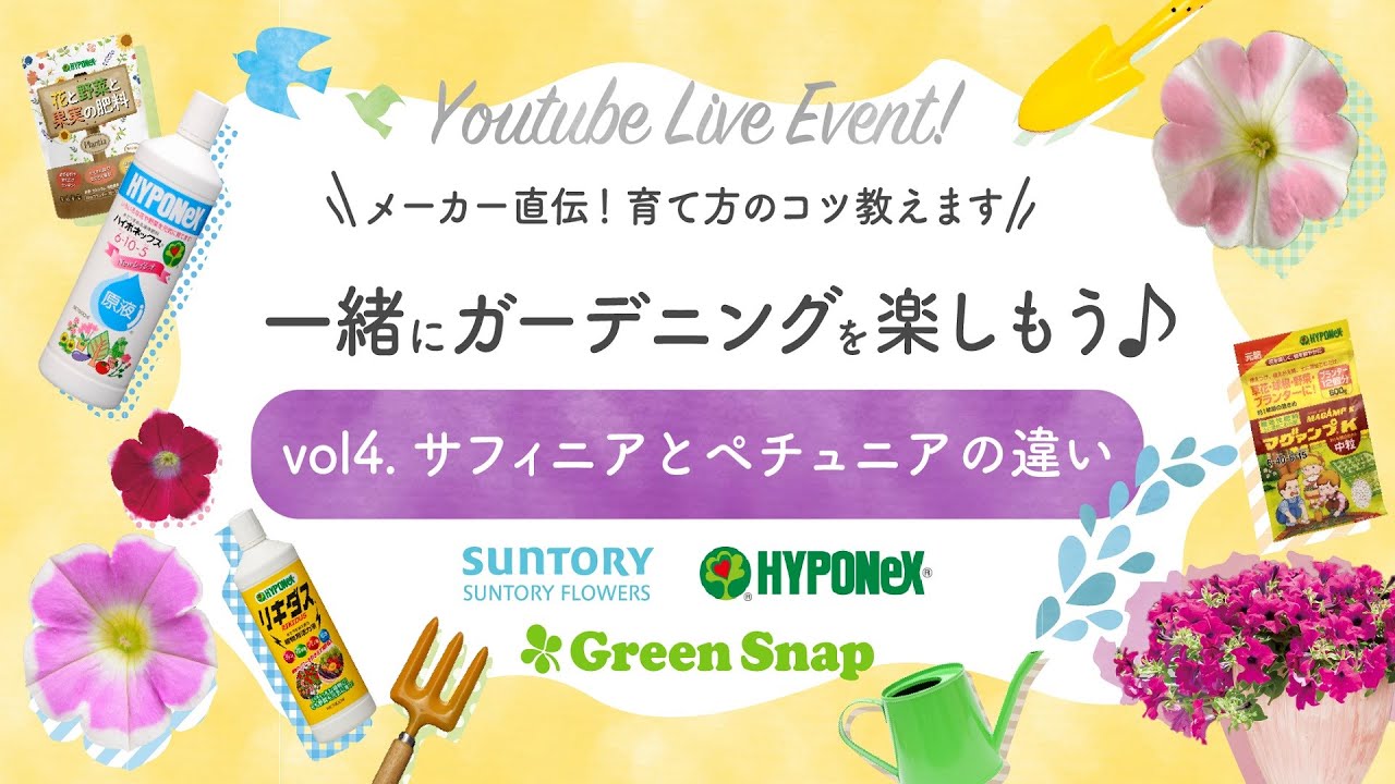 コラボ企画 Youtubeliveイベント Vol4 サフィニアとペチュニアの違い アーカイブ Youtube